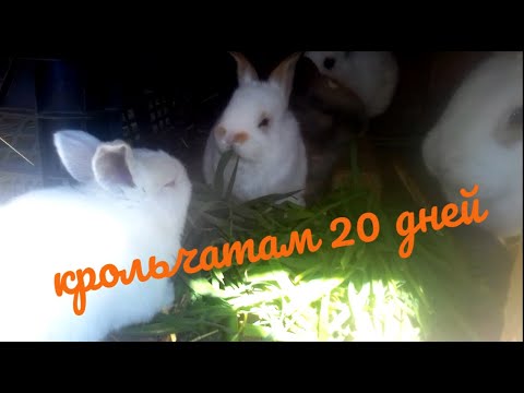 Крольчатам уже 20