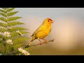 Birdsong For Stress Relief рџ ЉпёЏ Relaxing Bird Sounds Nature Ambience For Peace Of Mind 4K Birdsong For Stress Relief рџ ЉпёЏ Relaxing Bird Sounds Nature Ambience For Peace Of Mind 4K
