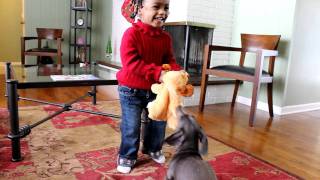 Mini Dachshund steals toy from Toddler. by parishoa 628 views 12 years ago 34 seconds