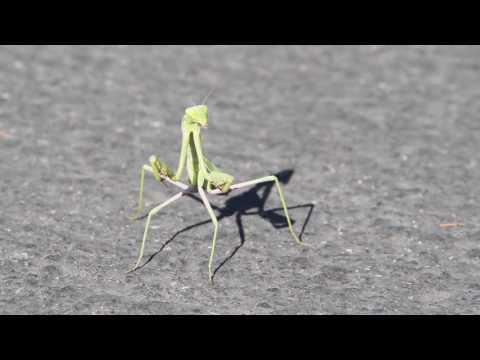 Mantis Karate