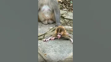 Holding Baby Tight Fyp Monkey Youtubeshorts Monkeybaby Youtubeshorts Youtube 