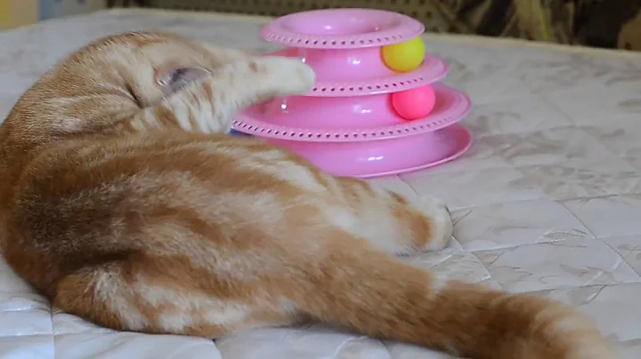 Video 741451: silver tabby british, tabby male, cattery