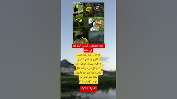 طائر الطوقان آية من آيات الله  في خلقه تأمل