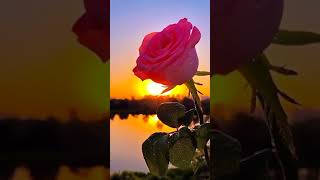 Sunset | Video Status | Rose Flower | WhatsApp Status Video | InstaReels | @flowers_world_ #shorts