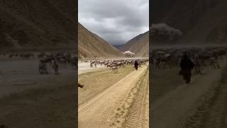 Sudden Flood #reallife #travel #afghanistanpeople #shortclips #shorts shor