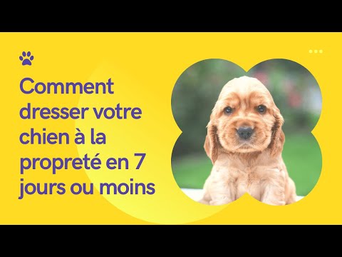 Vidéo: Comment dresser un chien en 7 jours