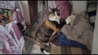 Zarali Is Dancing