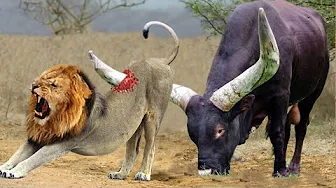 Buffalo Knock Down Herd Lion With Their Horns To Save His Teammate - Lion, Buffalo, Snake, Mongoose thumbnail