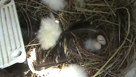 Tree Swallow Diary Part 2 - The start of big things