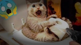 Funniest cat's video | New funny video cats 😂😂🤣😂🤣 cats are shocked 😱