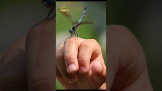 Hal Menarik Tentang CAPUNG! #hewan #shortvideo #video #youtubeshorts #shortvideo #shorts #capung