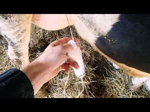 Острый мастит у коров.Опыт комплексной терапии .Acute mastitis in cows.