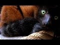 Primate Parenting and Care Practices