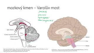 Nervová soustava IV - mozkový kmen - prodloužená mícha, Varolův most, střední mozek