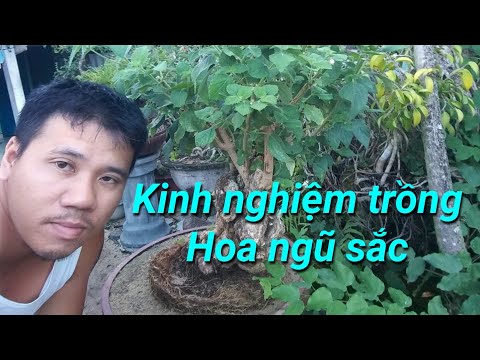 Video: Trồng Hoa Ngũ Sắc Từ Hạt: đặc Thù Của Việc Trồng Các Giống 