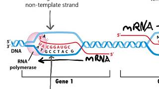 Coding Non-Coding Sense Antisense Template and Non-Template Strands