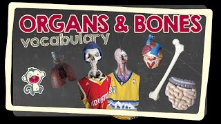 We will name the organs and bones. all content made by monkeyenglish.