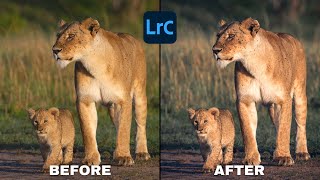 WILDLIFE Photography in LIGHTROOM Full Edit #1