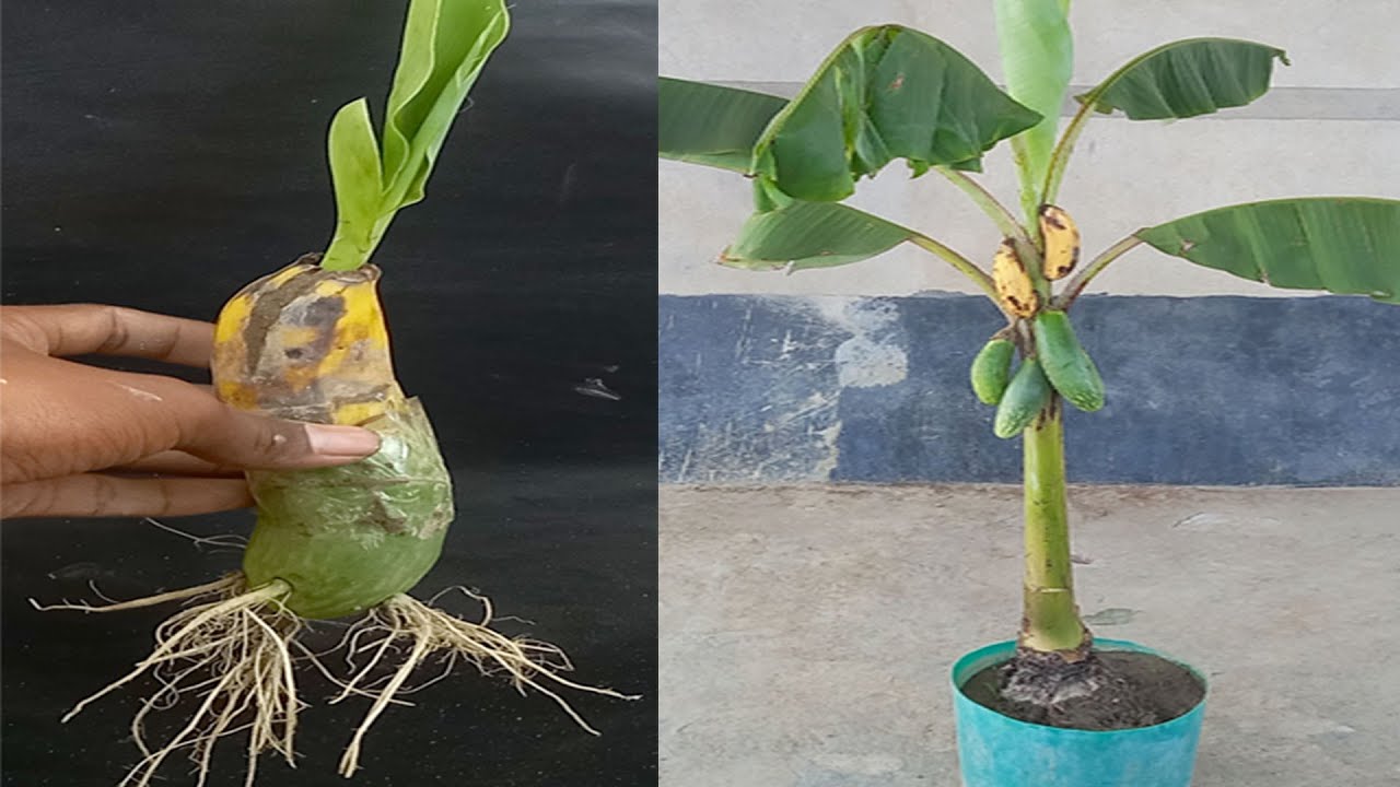 How to propagate plants from bananas and eggplants YouTube