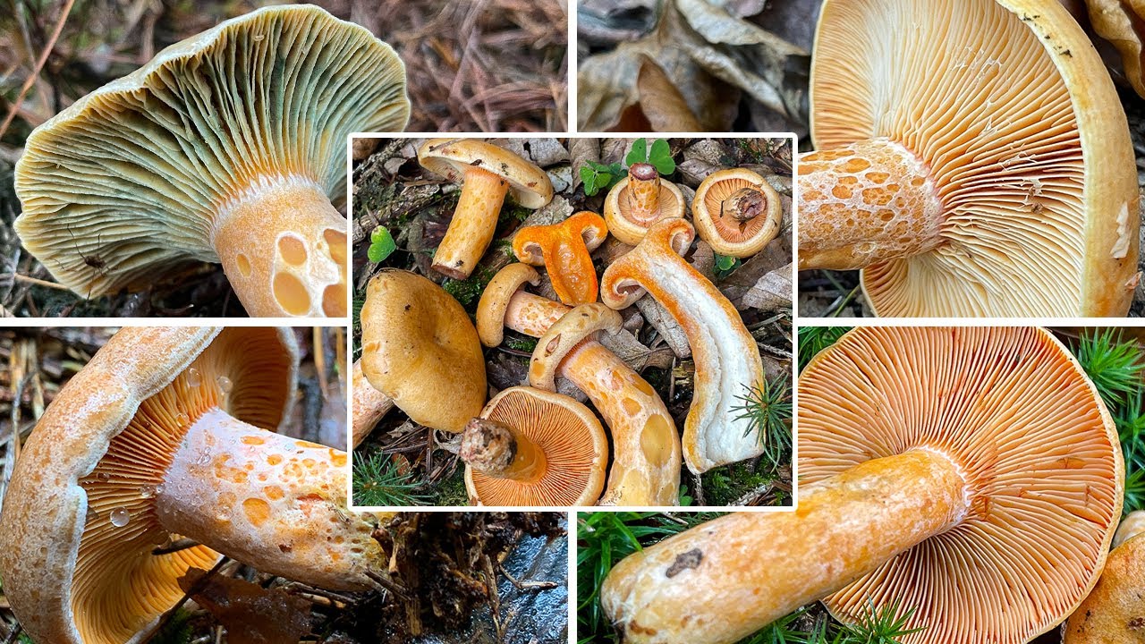 Reizker Verwechslung | Reizker bestimmen & unterscheiden | Edelreizker, Lachsreizker & Co.