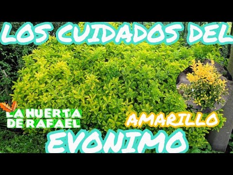 Vídeo: Cuidando de arbustos dourados de Euonymus - Como crescer Golden Euonymus