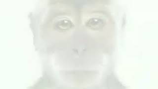 Foto monyet