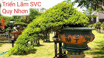 Triển Lãm Sinh Vật Cảnh Quy Nhơn Bình Định (4) Mở Rộng Lần Thứ VIII Năm 2022.