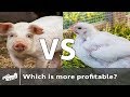 Are chickens or pigs more profitable? - AMA S3:E3