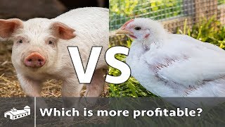 Are chickens or pigs more profitable?  AMA S3:E3