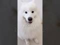 キッチン横にかわい子ちゃんが現れた！ #サモエド #samoyed #癒し