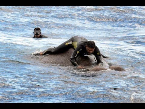 navy works to rescue drowning elephant youtube how drowning works