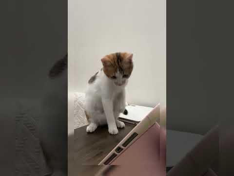 Adorable Kitten vs. Virtual Mice: Cutest Battle Ever!