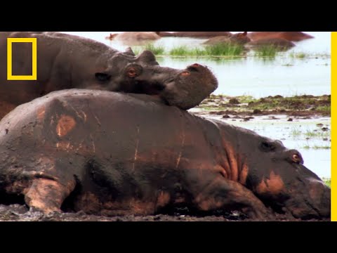 Vidéo: Le lait d'hippopotame est-il vraiment rose ?