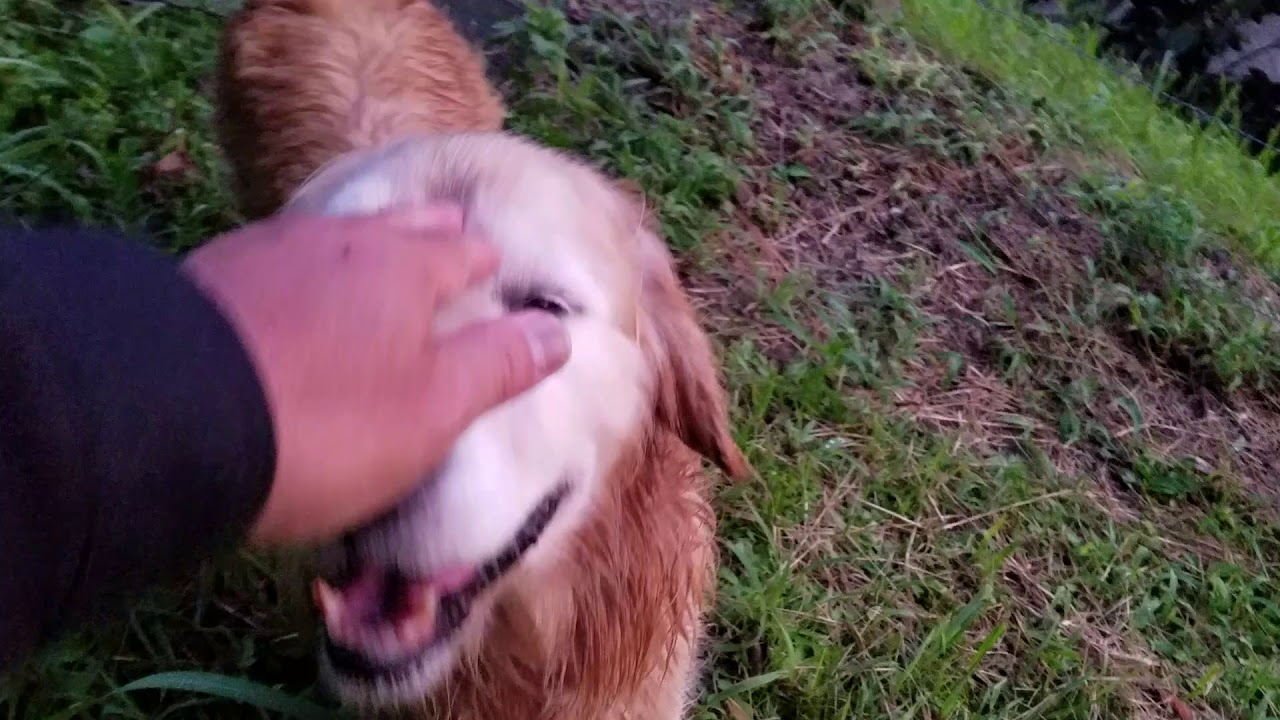 癒し動画 うさぎ 里山で雨上がりの山水画を感じゴールデンレトリバーの10歳と9歳