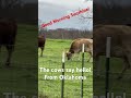 Mindforked! In Oklahoma: Good morning cows! #cows #cattle #oklahoma 🐮🤠🐄