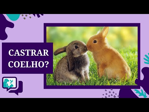 Vídeo: Como cuidar de uma tartaruga durante a hibernação