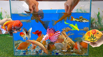 Tổng hợp các loại cá cảnh đẹp, lau kiếng da beo, lau kiếng vàng, cá sấu, cá hoàng đế, cá vàng, rắn