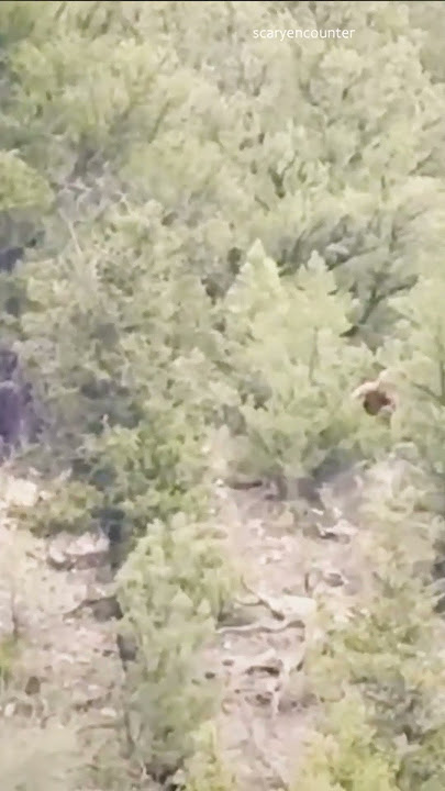 Bigfoot Sighting, Colorado 👣 #Shorts