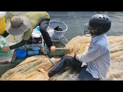 Video Cá Trà Sóc ( cá sọc dưa ) - cách nuôi và những điều... - youtube