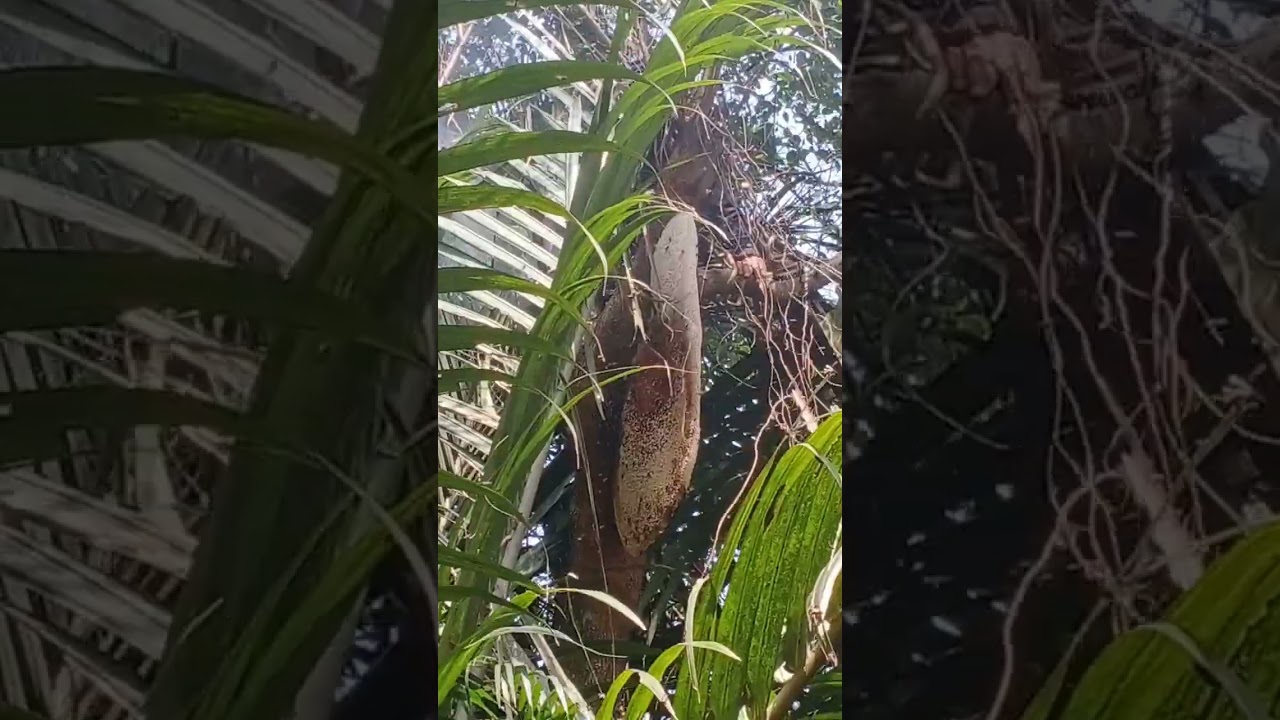 tổ ông nằm kế vườn nhãn bầu mật quá êm