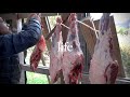 【お薦めの猪肉の食べ方】里山生活で獲って食べる