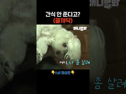<strong>ㅎㅎ</strong> #애니멀봐 #shorts
