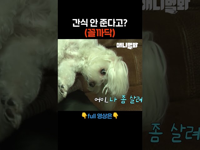 저 연기 제법 하죠? ㅎㅎ #애니멀봐 #shorts
