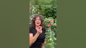 Hoe weet ik of mijn appels klaar zijn om te plukken?