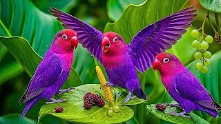 Birdsong, Piano & Coffee ☕ Peaceful Morning Ambience for Study, Work & Focus📄 Description screenshot 4