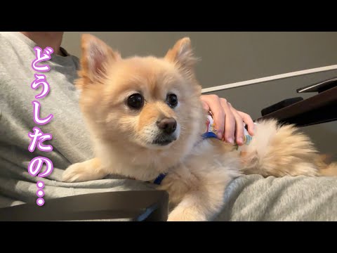 愛犬の様子がおかしくなりました…