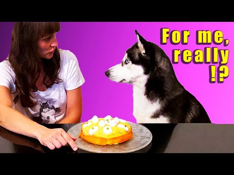 Video: Sastojci za deserte za pseću hranu