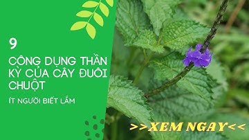 9 công dụng thần kỳ của cây đuôi chuột mà ít người biết tới | Thảo Dược Xanh Số 1 JINDO.VN