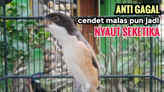 Suara Cendet Gacor Toet toet Efektif Anti Gagal Bikin Cendet Malas pun Langsung Nyaut Bunyi Seketika