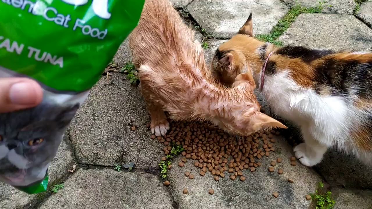Makanan Kucing Excel Bolt Dan Ori Cat Membandingkan Makanan Kucing Murah Youtube